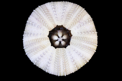 Oursin - face inférieure avec lanterne d'Aristote et dents (Psammechinus miliaris)